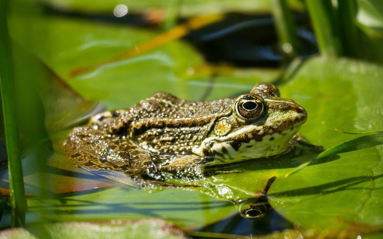 Stirling Science Festival - Froglife - Stirling Events